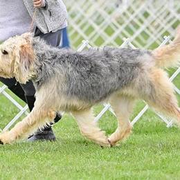 Otterhounds from Aberdeen Otterhounds