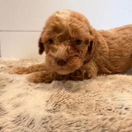 Girl 1 - Red  female Goldendoodle puppy in San Augustine, Texas from Vintage Doodles