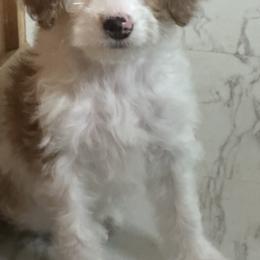 Trinket - Parti female Goldendoodle puppy in Waynesboro, Virginia from Forest Creek Kennel