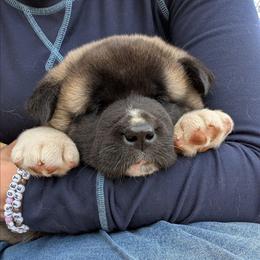 Saki's Girl - Fawn, black overlay female Akita puppy in South Carolina from Sierra Mountain Akitas