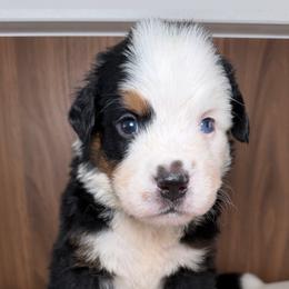 Dodger - Tri-color male Bernese Mountain Dog puppy in Yuciapa, California from AlltheDoodlez_