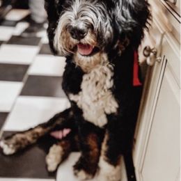 Sully - Bernedoodle