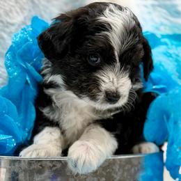 Blue collar toy - Black tri-color male Aussiedoodle puppy in 32046, Florida from River Hill Ranch