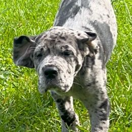 Great Dane Puppies from BkB’s House of Danes