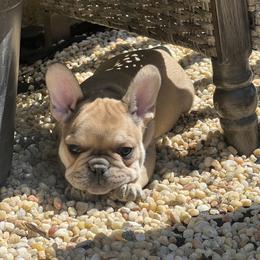French Bulldog Puppies from The Midwest Frenchies