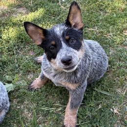 L63-05 - Blue female Australian Cattle Dog puppy in Sheridan, Oregon from 6pk Cattledogs