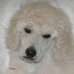 Poodle Puppies from Antigua Standard Poodles