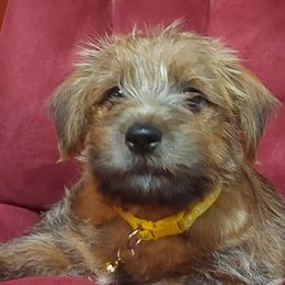 Norfolk Terriers from Betty's Norfolk Terriers