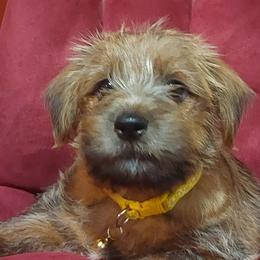 Norfolk Terriers from Betty's Norfolk Terriers