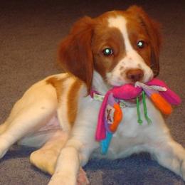 Brittany Puppies from Morgun’s Brittanys