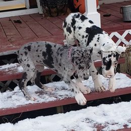 Great Dane Puppies from HCC Great Danes