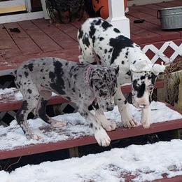 Great Dane Puppies from HCC Great Danes