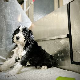 Bearded Collie and Border Collie Puppies from Beloved Bearded & Border Collies