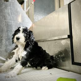 Bearded Collie and Border Collie Puppies from Beloved Bearded & Border Collies