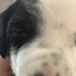 Girl 1 - White and black Dalmatian puppy in Haines City, Florida from Magnolia & Sullivan Dalmatians