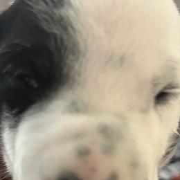 Girl 1 - White and black Dalmatian puppy in Haines City, Florida from Magnolia & Sullivan Dalmatians