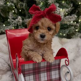 Teensy Tiny Girl our runt - Apricot female Goldendoodle puppy in Mayfield, Utah from Ruff Country Doodles