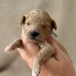 Blue Ribbon - Apricot male Goldendoodle puppy in Wharton, Texas from Little Fur Friends