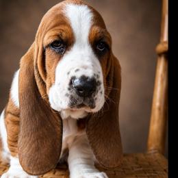 June AVAILABLE as of July 1st - Mahogany and white female Basset Hound puppy in Hillsboro, West Virginia from Bear Foot Bassets Of West Virginia
