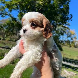 Autumn - Blenheim female Cavapoo puppy in Bloomfield, New York from Campbell Cavapoos