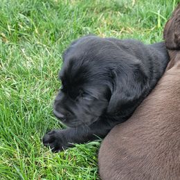 Labrador Retriever Puppies from Magnolia Labradors