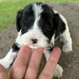 Cassie - Black and white female Cavapoo puppy in Lebanon, Kentucky from Mosaic Merle Doodles