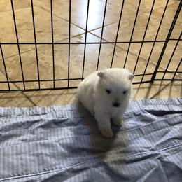 Holly - White female American Eskimo Dog puppy in Chandler, Arizona from Colleen’s Eskimos