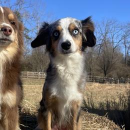 Miniature Australian Shepherds from Lil Lain Farms