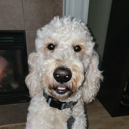 Duncan - Goldendoodle