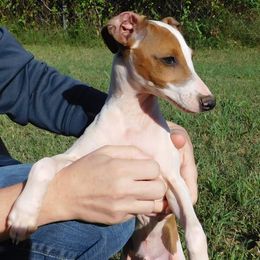 Boston Terriers and Italian Greyhounds from To-Sa’s Kennel