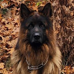 German Shepherds from Hamza Chaudhary