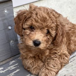 Poodle Puppies from Breahna Snay