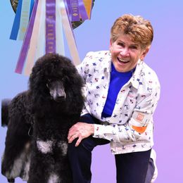 Poodle Puppies from Savvy and Friends, LLC