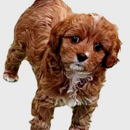 Cavapoo and Maltipoo Puppies from Knight Pups