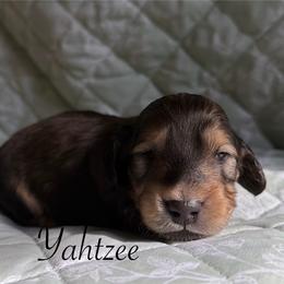 Yahtzee - Cream male Dachshund puppy in Michigan from Hidden Haven Dachshunds