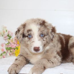 Sebastian - Red merle male Australian Shepherd puppy in Honey Brook, Pennsylvania from New Adventures Puppies