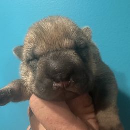 Turk - Red fawn male Chinese Shar-Pei puppy in China, Michigan from Blackwitch Farms
