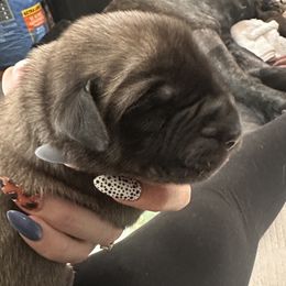 Mastiff Puppies from Halfway Creek Farms