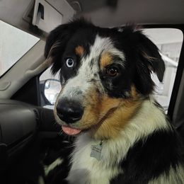 Jemma - Australian Shepherd