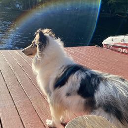 Tallie - Collie