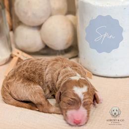 Puppy Pick 8 - Red  female Goldendoodle puppy in Whitesburg, Georgia from Asbury & Co Farms