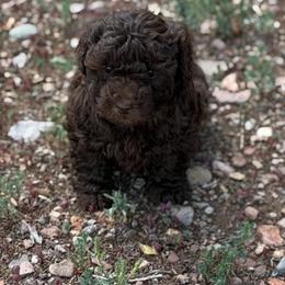 Girl 2 - Brown female Corgipoo puppy in Junction, Utah from Sugar Doodles