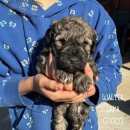 Walter (Goofy) - Sable male Schnoodle puppy in Sedalia, Missouri from Farmer Brown's Puppies