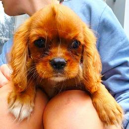 Hickory - Ruby female Cavalier King Charles Spaniel puppy in Watsontown, Pennsylvania from Huntsman Cavaliers