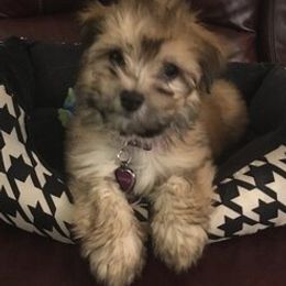 Havanese Puppies from Col-Haven Havanese