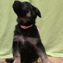 German Shepherd Puppies from Karriage Haus Kennels