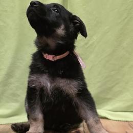German Shepherd Puppies from Karriage Haus Kennels