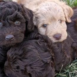 Australian Labradoodles from Just Doodling Around