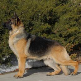 German Shepherds from Zytut Kennel