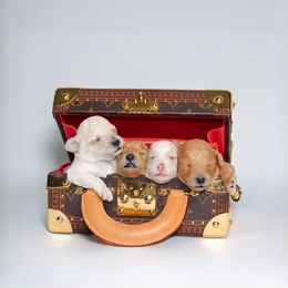 Poodle Puppies from Teacup & Toy Poodles